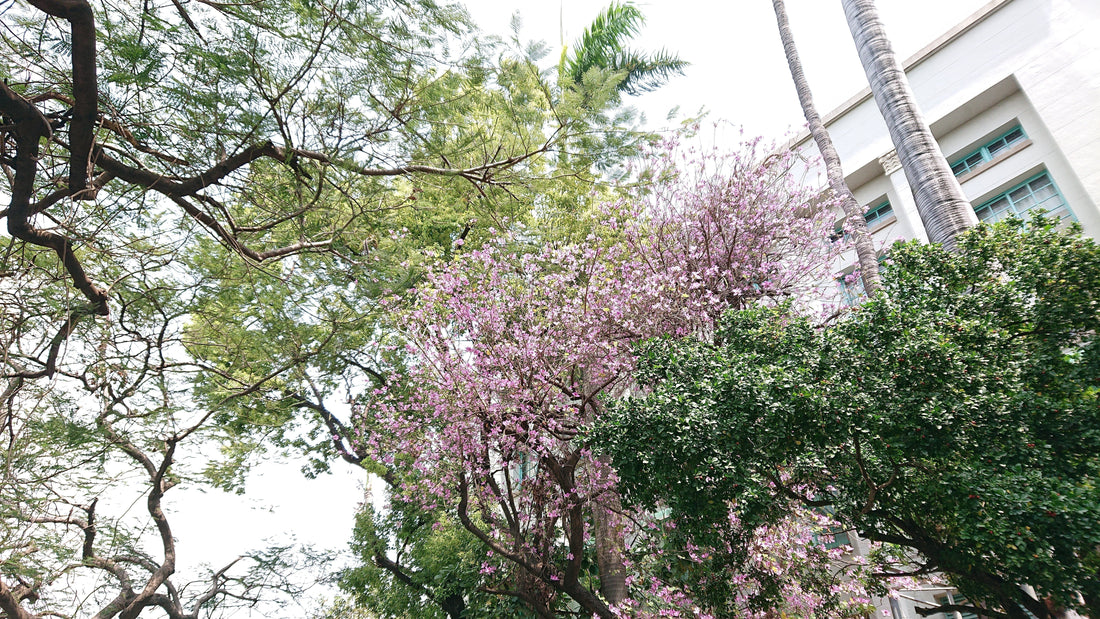 襪子品牌|海海倫 ◾ 幸福隨行的每一步